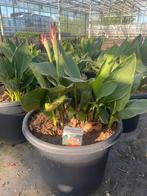 Canna verschillende kleuren in zeer grote pot (40cm), Tuin en Terras, Planten | Tuinplanten, Ophalen, Zomer, Vaste plant, Volle zon