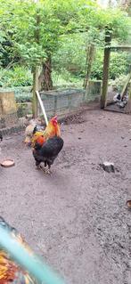 broedeieren brahma groothoenders, Dieren en Toebehoren, Pluimvee