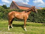 Bloedmooie 3 jarige merrie, Dieren en Toebehoren, Merrie, Springpaard, Gechipt, Zadelmak