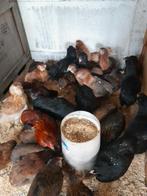 Araucana kippen ras zuiver hennen ook haan Indien gewenst, Ophalen of Verzenden