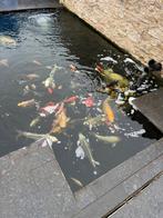 Koi, Dieren en Toebehoren, Vissen | Vijvervissen, Karper of Koi