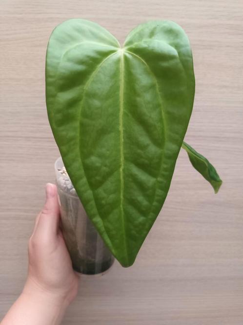 Anthurium crystallinum x pedatoradiatum, Huis en Inrichting, Kamerplanten, Ophalen of Verzenden