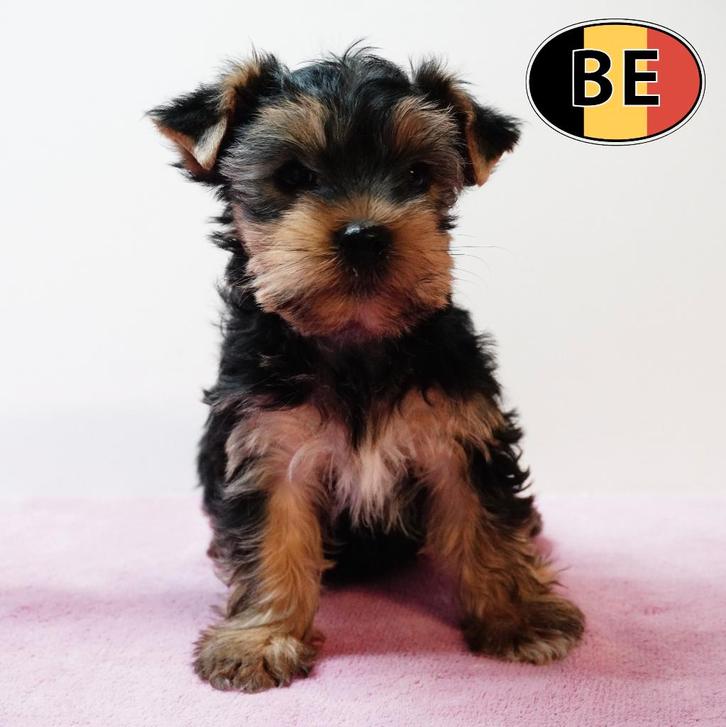 Charmants chiots Yorkshire pleins d’élégance à vendre, Animaux & Accessoires, Chiens | Jack Russell & Terriers, Plusieurs animaux