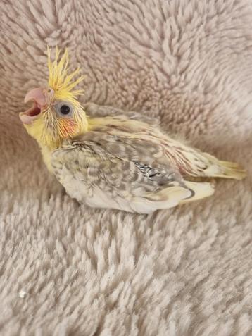 Valkparkiet voor handopfok beschikbaar voor biedingen