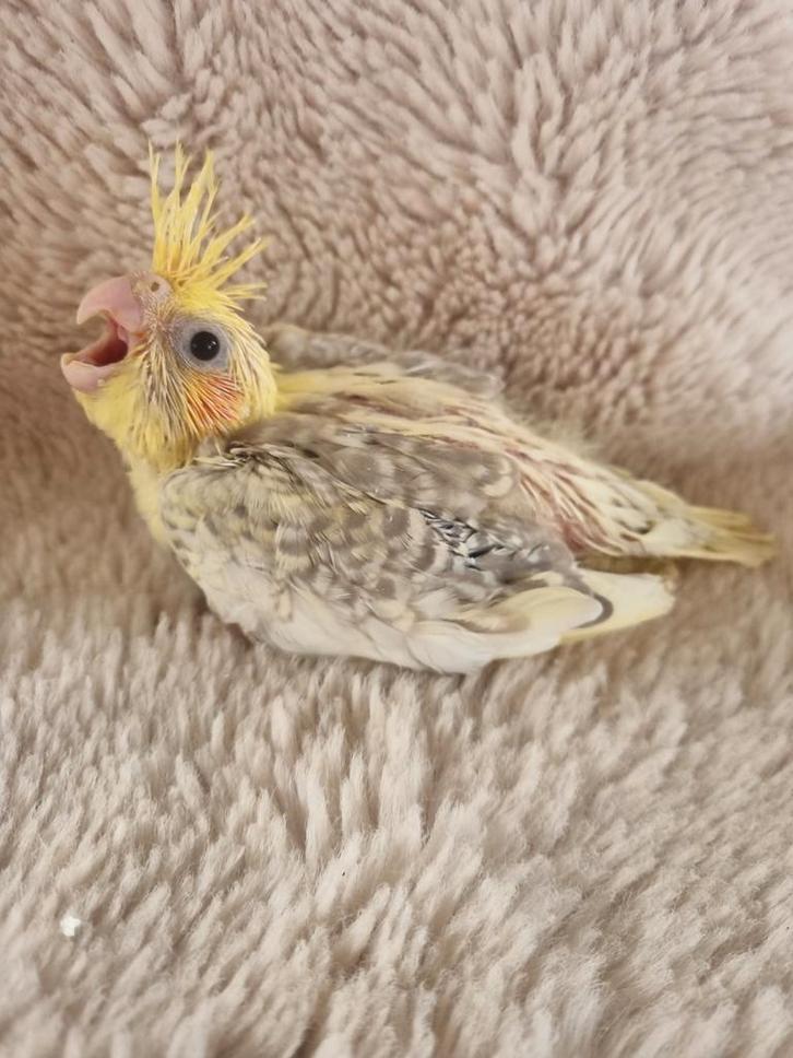 Valkparkiet voor handopfok, Dieren en Toebehoren, Vogels | Parkieten en Papegaaien, Geslacht onbekend, Tam, Geringd