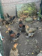 Brahma goudpatrijs kuikens, Dieren en Toebehoren, Pluimvee