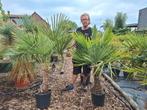 Winterharde palmbomen trachycarpus fortunei, Tuin en Terras, Bloembollen en Zaden, Ophalen