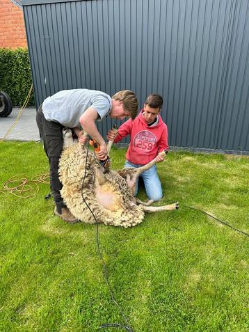 Scheren van schapen, Sexe inconnu, Mouton