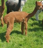 2 alpaca merries te koop