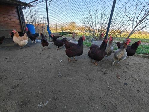 Broedeieren div rassen, Dieren en Toebehoren, Pluimvee, Kip, Geslacht onbekend