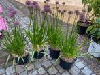 Alium en Alstroemeria, Ophalen of Verzenden, Vaste plant