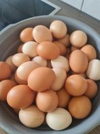 Des œufs frais bio .