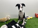 Whippet pups, Dieren en Toebehoren, België, Overige rassen, 8 tot 15 weken, CDV (hondenziekte)