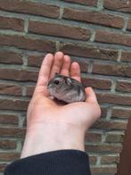 Jonge Russische dwerghamsters, verschillende kleurtjes, tam!, Juni, Hamster, Tam