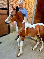 Sjiek hengstenveulen, Dieren en Toebehoren, Paarden, Hengst, Dressuurpaard, Met stamboom, 0 tot 2 jaar