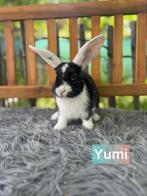 TER ADOPTIE!! Gevaccineerde voedster, Dieren en Toebehoren, Klein