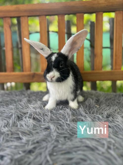 TER ADOPTIE!! Gevaccineerde voedster, Dieren en Toebehoren, Konijnen, Klein