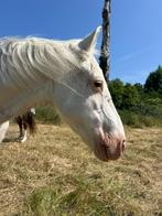Weidemaatje, Dieren en Toebehoren, Niet van toepassing, C pony (1.27m tot 1.37m), 11 jaar of ouder, Merrie