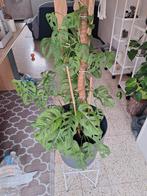 Plante Monstera monkey leaf, Jardin & Terrasse, Enlèvement ou Envoi