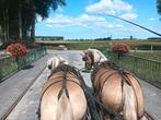 Dubbelspan jonge haflingers, Dieren en Toebehoren