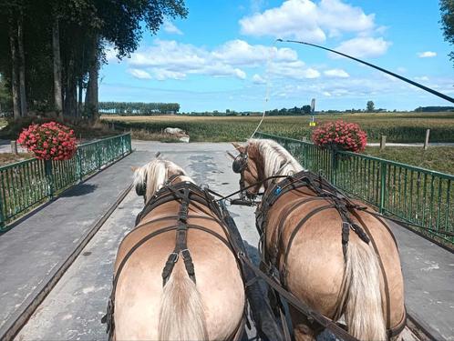 Dubbelspan jonge haflingers, Dieren en Toebehoren, Paarden