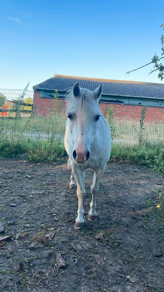 Welsh pony, Dieren en Toebehoren, Paarden, Merrie, Zadelmak, Minder dan 160 cm, 11 jaar of ouder, Recreatiepaard, Met stamboom