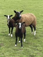 Zwartbles schapen, Schaap, Meerdere dieren, 0 tot 2 jaar