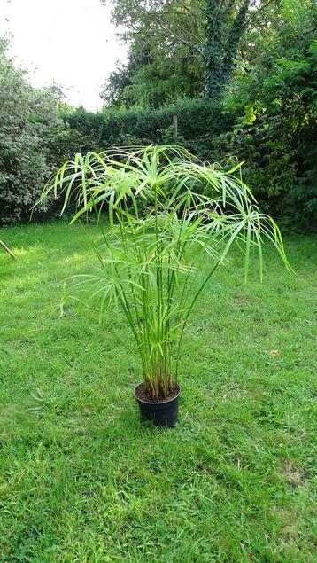 Cyperus alternifolius, bekend als „papyrus”