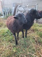 OUESSANT Ramlammeren, Dieren en Toebehoren, Mannelijk, Schaap, 0 tot 2 jaar