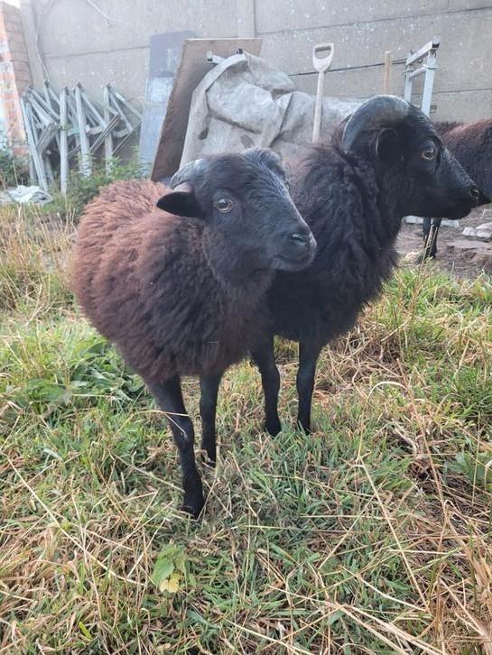 OUESSANT Ramlammeren, Dieren en Toebehoren, Schapen, Geiten en Varkens, Schaap, Mannelijk, 0 tot 2 jaar