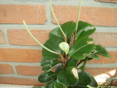 Peperomia Obtipan, Rotundifolia en andere, Maison & Meubles, Plantes d'intérieur, Autres espèces, Moins de 100 cm, Plante à fleurs