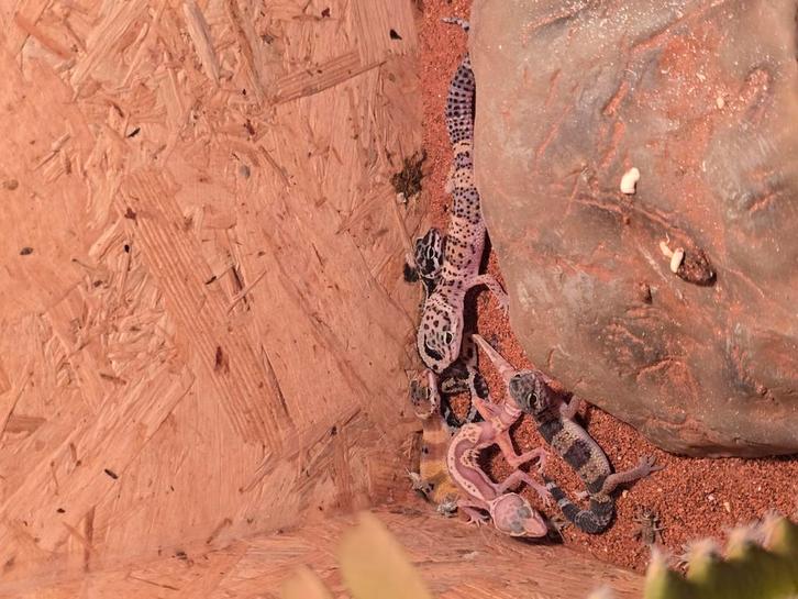 Nakweek luipaardgekko's diversen kleuren, Dieren en Toebehoren, Reptielen en Amfibieën, Amfibie