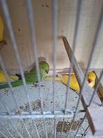 Halsband groene, Dieren en Toebehoren, Geslacht onbekend