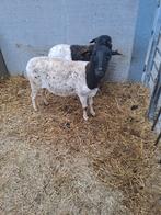 Dorper ooi, Femelle, Mouton