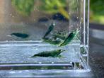 Green jade garnalen (groene garnalen) aquarium, Animaux & Accessoires, Poissons | Poissons d'aquarium, Homard, Crabe ou Crevette