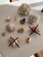 Schelpen verzameling 9 stuks, Ophalen, Schelp(en)