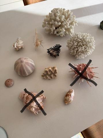 Schelpen verzameling 9 stuks beschikbaar voor biedingen