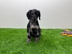 Cockapoo pups - bleu merle kleur, België, Overige rassen, 8 tot 15 weken, CDV (hondenziekte)