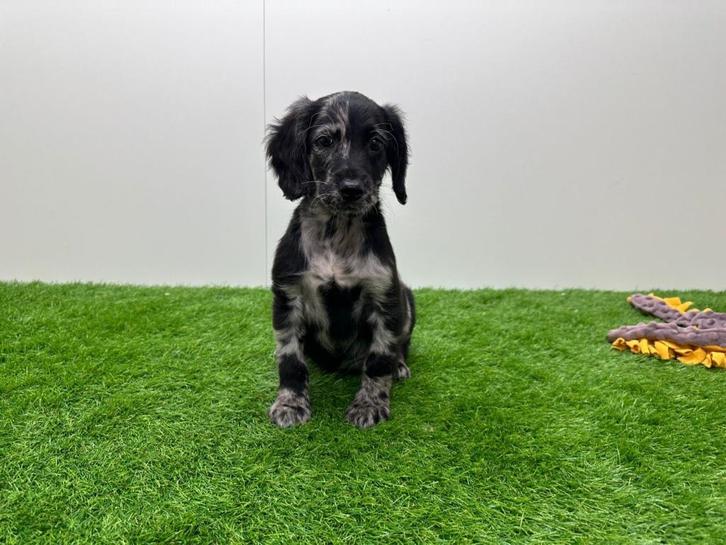 Cockapoo pups - bleu merle kleur, Dieren en Toebehoren, Honden | Chihuahua's en Gezelschapshonden, Meerdere dieren, Overige rassen