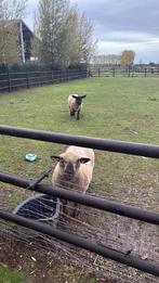 Hampshire down en suffolk ooien, Dieren en Toebehoren, Vrouwelijk