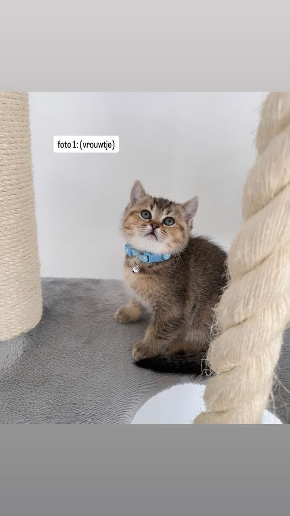 Britse Korthaar Kittens, Dieren en Toebehoren, Katten en Kittens | Raskatten | Korthaar, Kater, 0 tot 2 jaar, Gechipt, Ontwormd