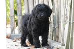 Medium Labradoodle pups met stamboom, België, 15 weken tot 1 jaar, Overige rassen, CDV (hondenziekte)