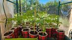 Cherrytomaten rood & geel 5 kopen 5gratis, Tuin en Terras, Planten | Tuinplanten, Ophalen