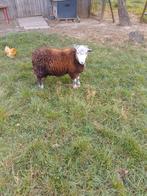 Herdwick ram