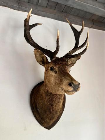 Grote hertenkop taxidermie beschikbaar voor biedingen