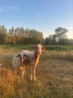 Zeldzame Comisana schapen