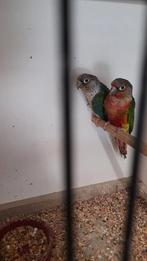 Pyrrhura split dilute, Dieren en Toebehoren, Geringd