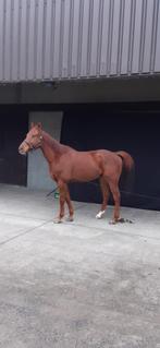 Ruiter gezocht, Dieren en Toebehoren, Gechipt, Ruin, 11 jaar of ouder, Recreatiepaard