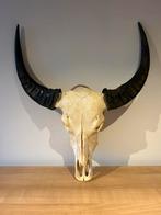 Schedel Waterbuffel, Ophalen, Zo goed als nieuw