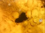 LARVA in amber, probably a new scientific discovery, Verzamelen, Mineralen en Fossielen, Ophalen, Fossiel